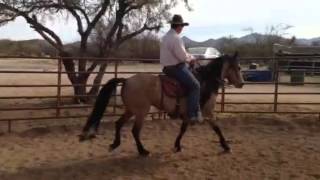 Brio Horsemanship Sofia Paso Mare