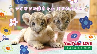 ライオンの赤ちゃん ミルクタイム🍼（15時15分頃〜約10分間）