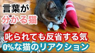 保護猫 いたずらして叱られても反省しない猫のリアクションがこちらです😂#いたずら猫#猫アレルギーが猫を飼う#保護猫