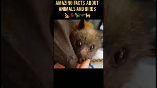 Crazy Facts About Animals #randomfacts #animalsfacts #birdsfacts #short #akkanheri