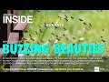 Inside SoCal | Buzzing Beauties (9/22)