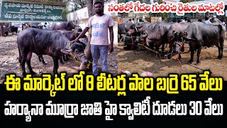 ఎర్రగడ్డ ఆదివారం గేదల మార్కెట్ 28-01-2024 | Erragadda Buffalo Market | Kiran TV Rythu