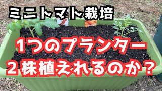 プランターミニトマト「2株植える時の注意点」株間、プランターサイズ、土の量