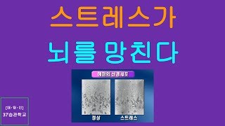 매탐인 스트레스 - 스트레스가 뇌를 망친다  쥐 기억력 실험