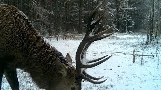 Bliżej się nie dało ! Przepiękny jeleń w zimowej scenerii