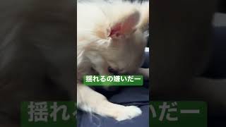 【ポメラニアン×チワワ犬】車酔いするわんこ