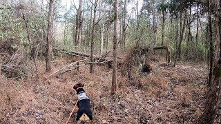 Dixie the tracking dog finds my deer! (For hunters only)