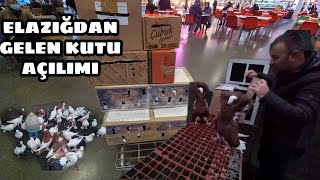 ELAZIĞ DAN SUPRİZ KUŞLAR GELDİ BUYURUN KUTU AÇILIMINA  MANTOLU BALON LAHOR VS