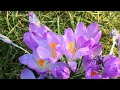 how to identify early crocus crocus tommasinianus