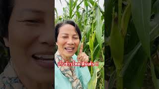 ตื่นเต้น ⁉️เก็บข้าวโพดสดๆ จากไร่  #วิธีปลูกข้าวโพด #ข้าวโพด #corn #ท่องเที่ยวเชิงเกษตร #สร้างอาชีพ