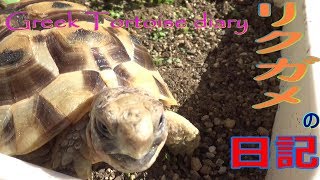 【tortoise diary】  ギリシャリクガメpart.21 プランターが中々登れない【リクガメの日記】