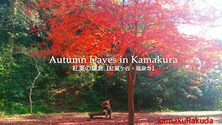 Winter Japan 8 ・ Autumn leaves in Kamakura