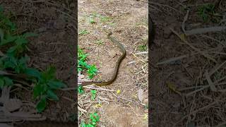 Silent Hunter: Witness the Graceful Pursuit of Prey by a Cunning Snake 🐍 #snake #hunting