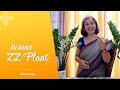 All About ZZ Plant | Care, Repot, Multiply, Tips | जी़जी़ प्लांट के बारे में पूरी जानकारी