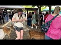 foreign tourists are surrounded by deers and panic they are having so much fun nara park japan.