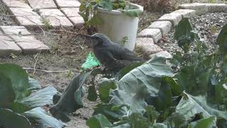 ブロッコリーの葉を食べるヒヨドリ Bulbul eating broccoli leaves