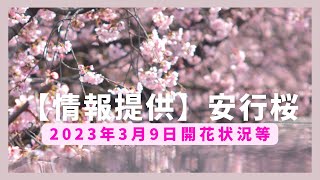 【情報提供】安行桜（密蔵院）2023年3月9日の開花状況等