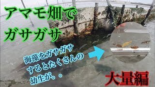 【ガサガサ】アマモ畑でガサガサしてみたら色々な生物の幼生が。。？