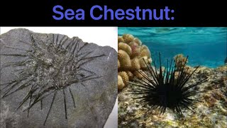 Sea Urchins: “Living Fossils?”