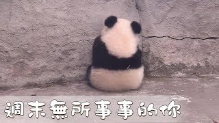 《熊貓早晚安》週末無所事事的你 | iPanda熊貓頻道