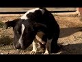 Swollen Stray Dog Transforms Into The Happiest Little Bunny | The Dodo