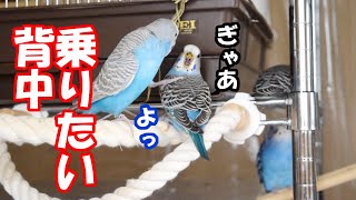 セキセイインコの乗りたい背中