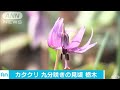 カタクリの花　“万葉の山”の斜面一面に　栃木 17 03 25