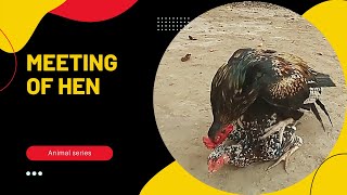 chicken ready for crossing  aseel murga full masti | Rooster Mating | Chicken video