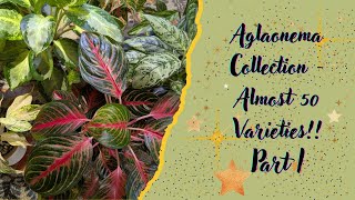 Aglaonema Houseplant Collection ...Almost 50 Varieties!! Part I