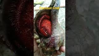 Hermit | Coconut Crab|Short