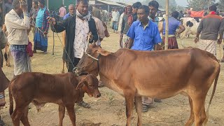 @আজ ১ জানুয়ারী ২৫ | পর্ব -২ | ৫০-৮০ হাজারে বাচ্চা সহ দেশাল গাভী গরুর দাম | আফতাবগঞ্জ হাট | দিনাজপুর