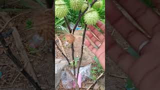 கரு ஊமத்தை செடி//black datura tree #ytshortsvideo #village #trending