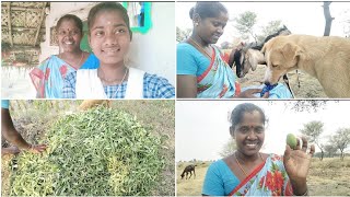 ரொம்ப நாள் கழித்து அம்மா கூட நான் ஆடு மேய்க்க போயிருக்கிறேன்|Gramathu Ponnu Saranya