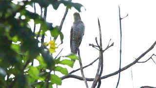 Juvenile Female Violet Cuckoo