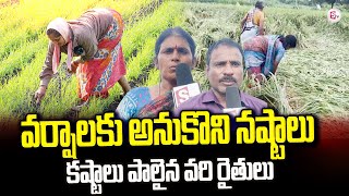 అకాల వర్షం కారణంగా వరి పంట నాశనం అయింది | Paddy Crop Fully Collapses With Heavy Rains @sumantvkadapa