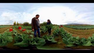 Programa Origens: Produção da Couve Portuguesa