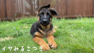 ジャーマンシェパード5歳と３ヶ月の仔犬遊び方　【大型犬】