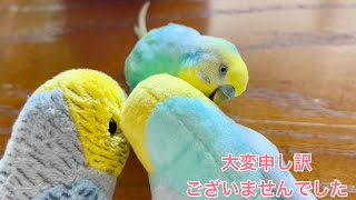 2024.11.25 大変申し訳ございませんでした🙇‍♀️　【セキセイインコしんちゃんときょきょの暮らし】#お喋りインコ