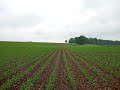 Treffler in corn at different stages