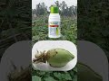 ampligo syngenta insecticide कीटकनाशकाचा उपयोग by agri farmer @short