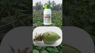 Ampligo syngenta (insecticide) कीटकनाशकाचा उपयोग by Agri Farmer @short