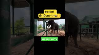 ระทึก‼️ ช้างปีนเสาได้อย่างไร⁉️ #anime #ช้าง #viralvideo #elephant #india #viral #ช้างสุรินทร์