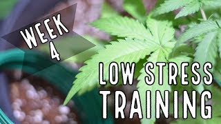 Week 4: Low Stress Training (LST) for Autoflowers