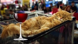 Proof That Cats Are Always Drunk