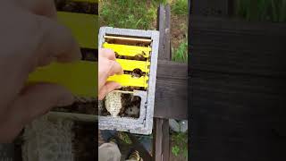 Uliki weselne! #bees #miod #pszczoły #diy #beekeeping #satisfying #extreme