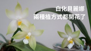 兩種種植方式都開花了, 兩棵白化貝麗娜  | 易養護適合新手 | 養護技巧 | 蘭花種植