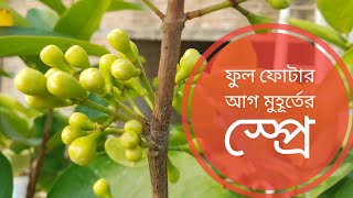 জামরুল গাছে ফুল ফোটার আগে কি স্প্রে করবেন???