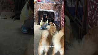 This wolf is really trying hard to come out and play. Cute pet debut plan. The dog has become a