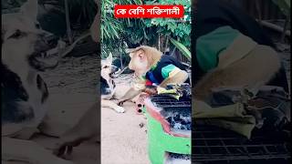 কে বেশি শক্তিশালী/শর্ট/#animal #comedy #bangla #dogs