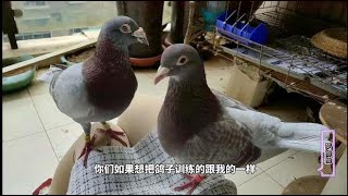 小鸽子走的第一天，豆豆它们一直找鸽子蛋，信鸽它们伤心吗？